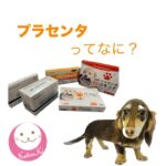 2024年　わんちゃん猫ちゃんのためのプラセンタ